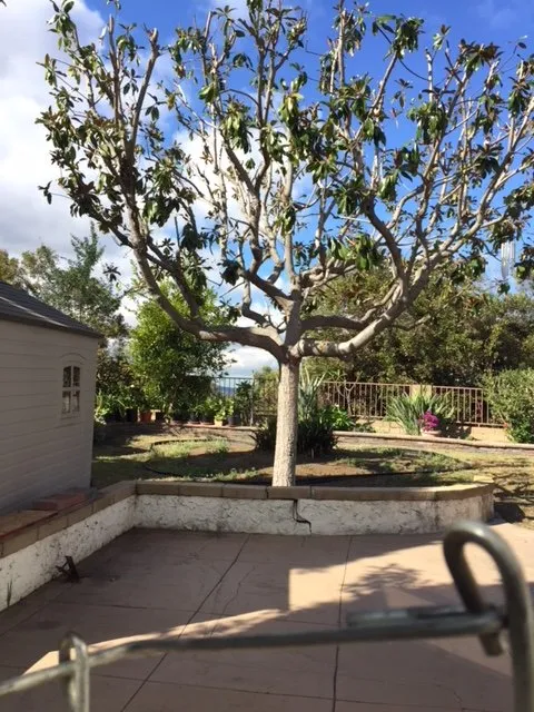 Expert outdoor landscaping for residential properties in Lake Forest, CA by Omar's Gardening Service