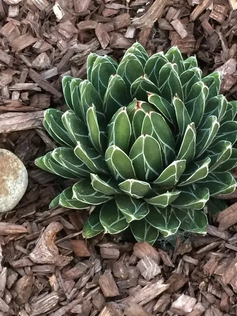 Top-rated garden landscaping for year-round maintenance in Lake Forest, CA by Omar's Gardening Service