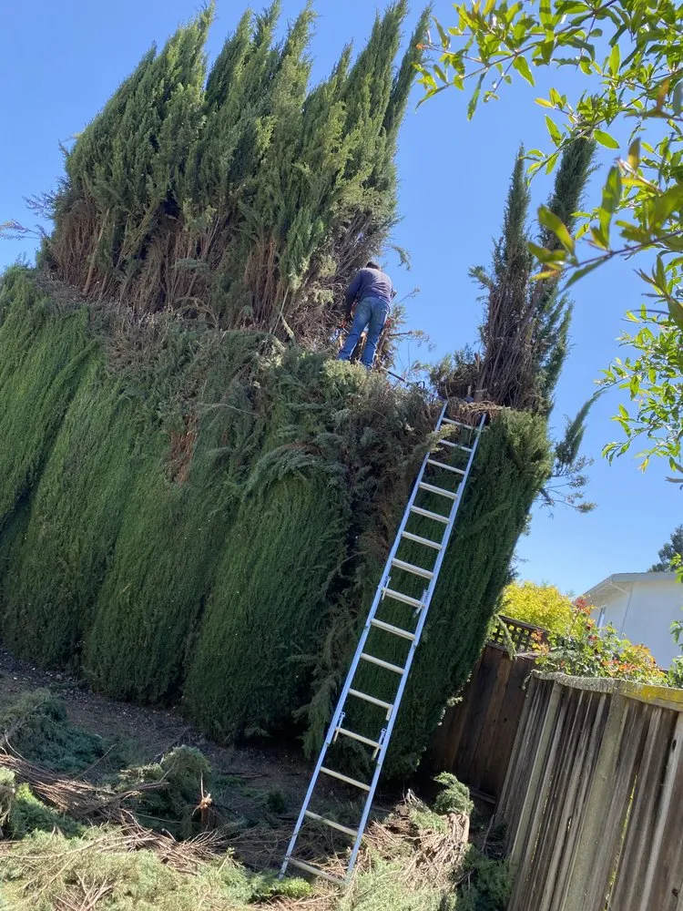 Local landscape design for homes in Morgan Hill, CA by Omar’s Landscape