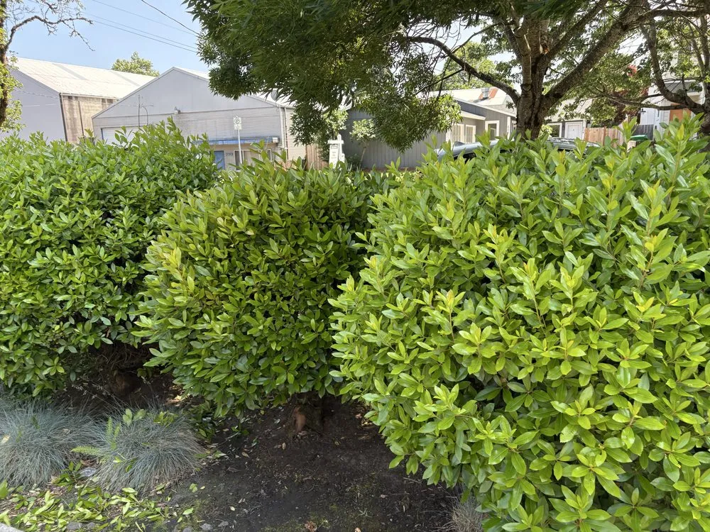 Custom landscaping services near you in Portland, OR by Omar’s Pressure Washing And Landscaping