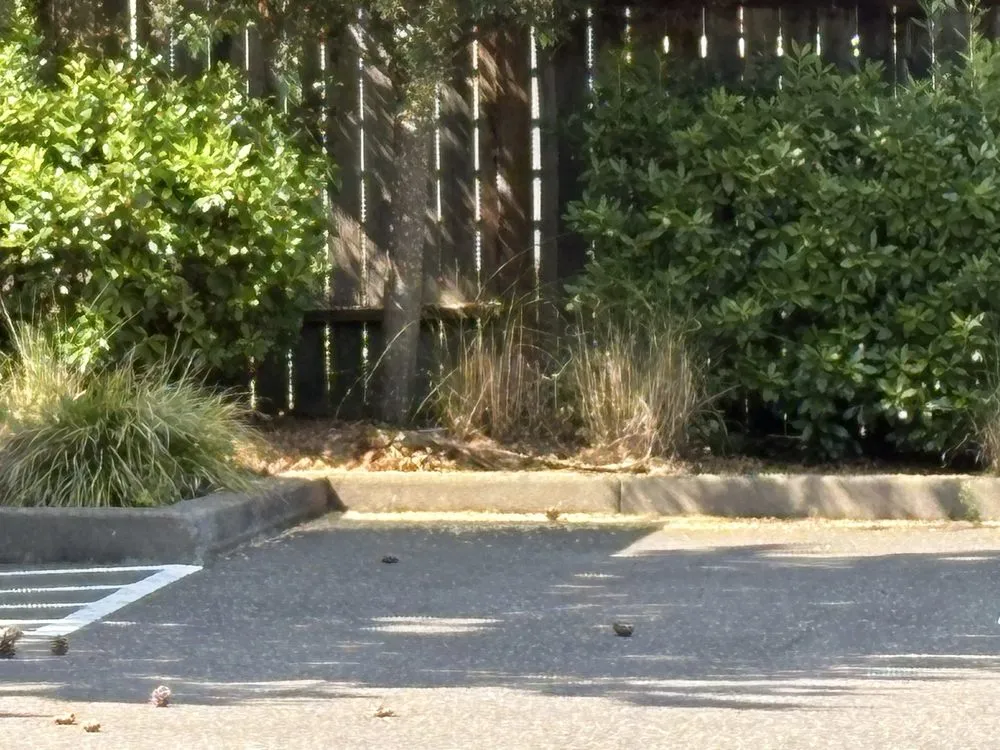 Expert landscaping services in Portland, OR - Omar’s Pressure Washing And Landscaping