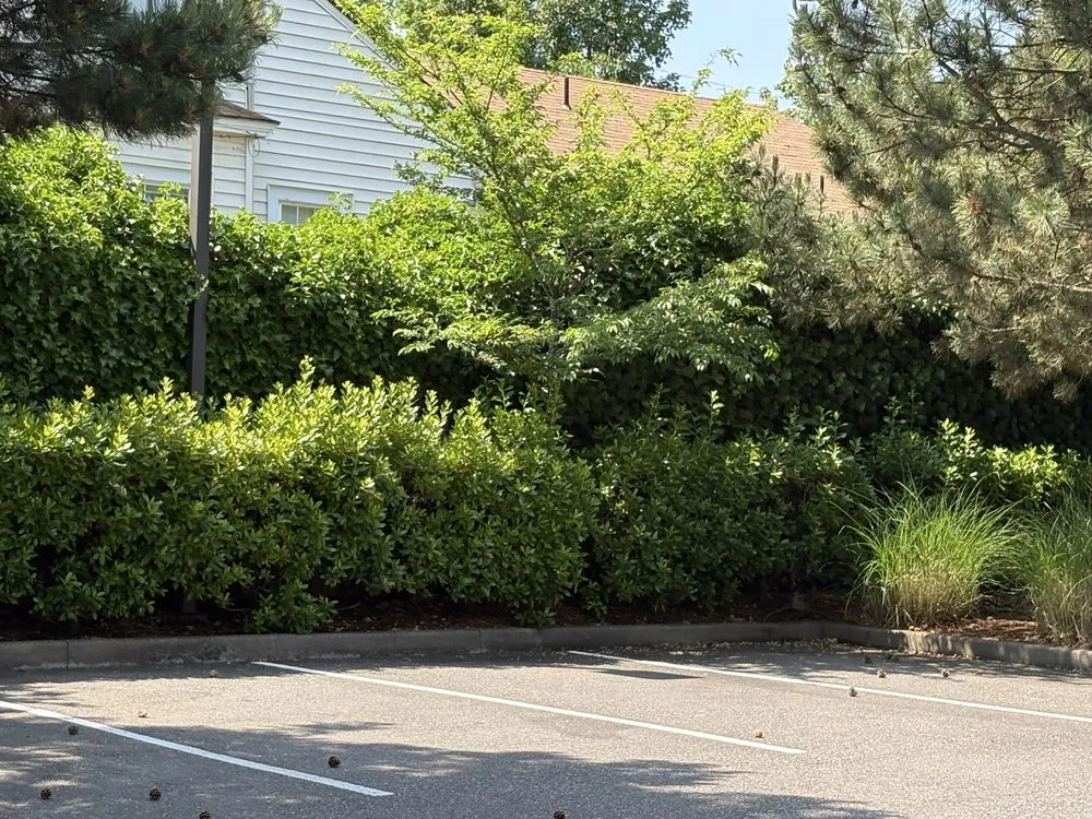 Local yard cleanup service in Portland, OR - Omar’s Pressure Washing And Landscaping