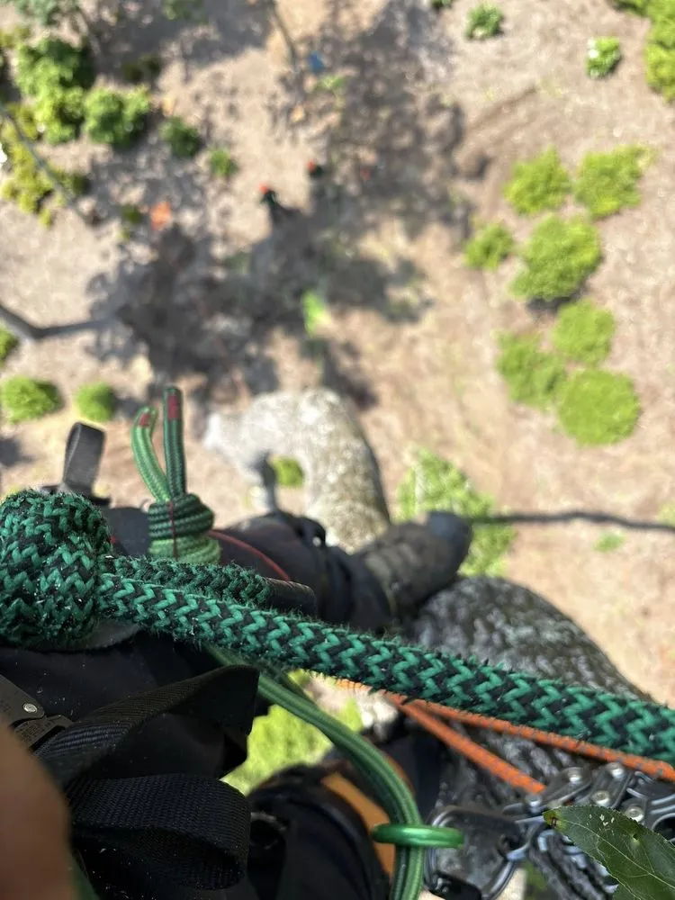 Affordable yard cleanup service for outdoor upgrades in Greenville, SC by Omar’s Tree & Landscaping Services