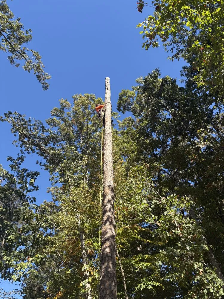 Trusted lawn mowing service in Greenville, SC - Omar’s Tree & Landscaping Services