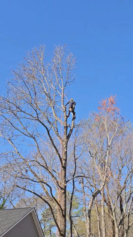 Reliable outdoor landscaping experts serving Greenville, SC - Omar’s Tree & Landscaping Services