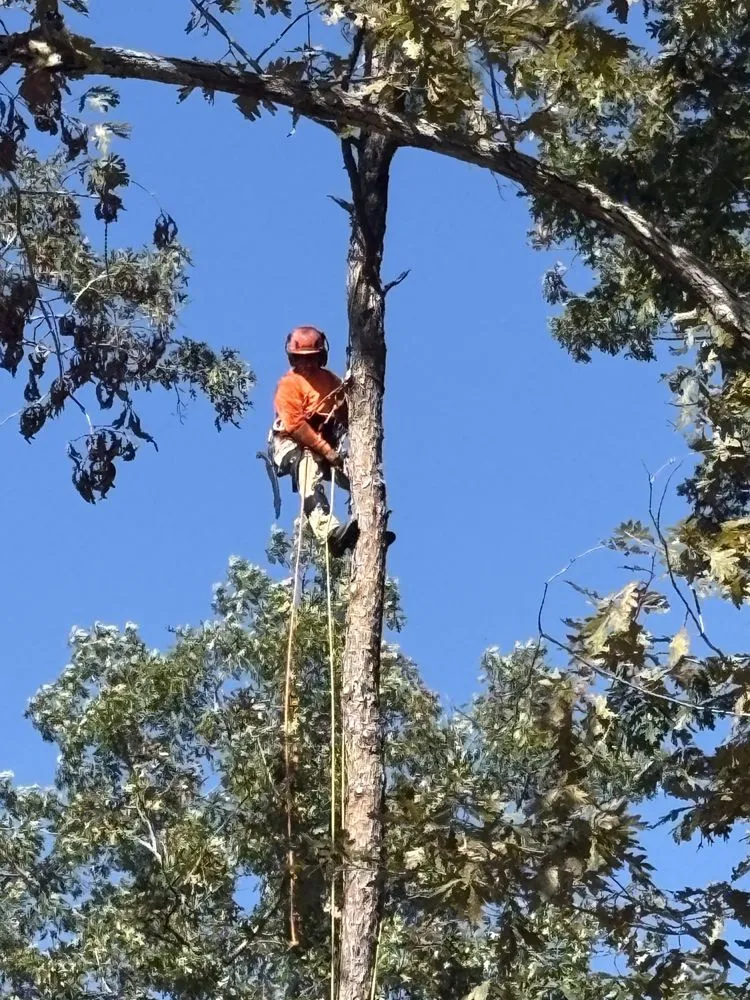 Affordable lawn mowing service in Greenville, SC - Omar’s Tree & Landscaping Services