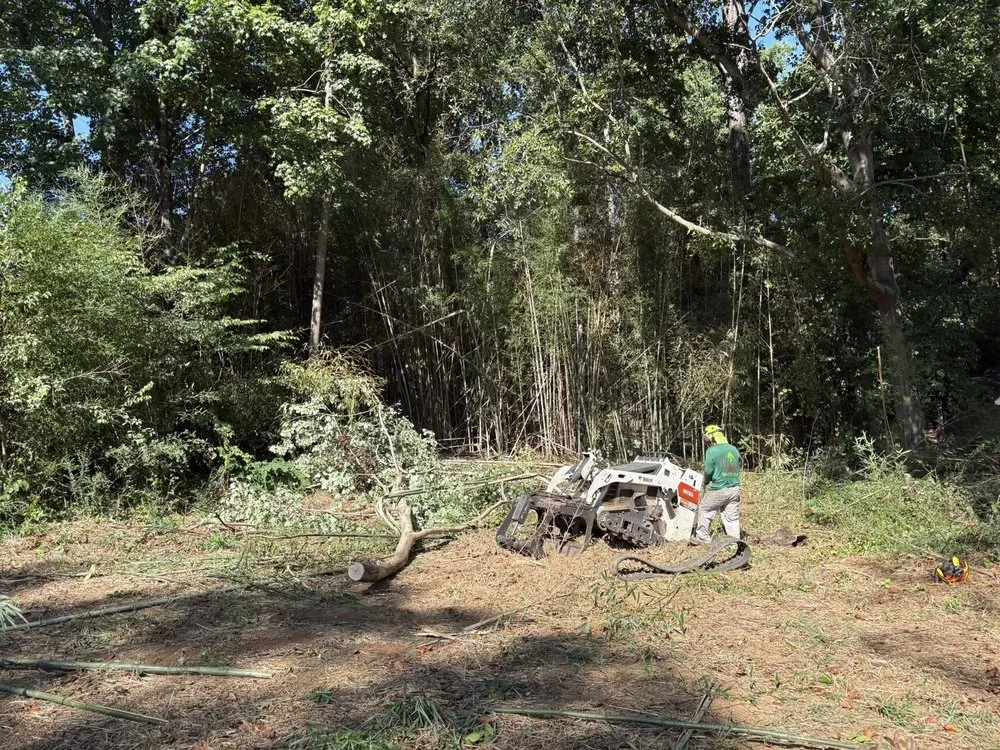 Reliable yard maintenance in Greenville, SC - Omar’s Tree & Landscaping Services