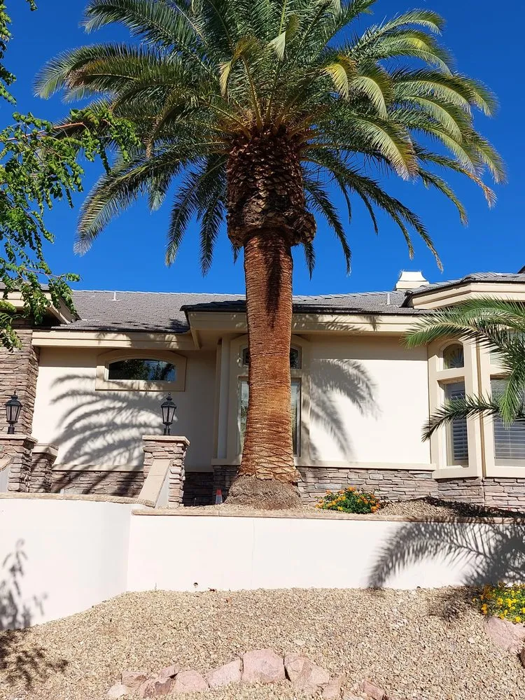 Top-rated landscape design in Las Vegas, NV by Omars tree service