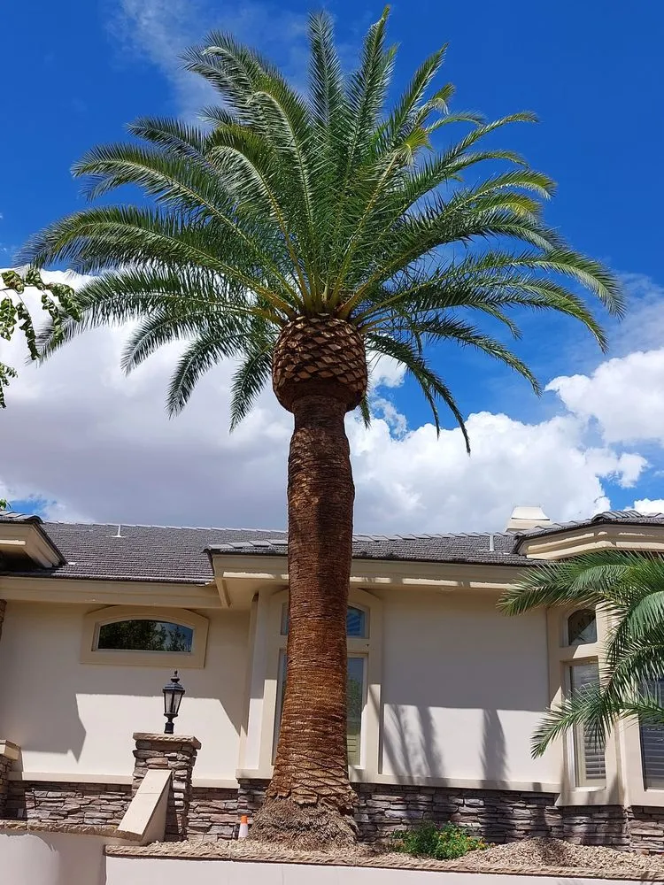Affordable yard cleanup service in Las Vegas, NV by Omars tree service