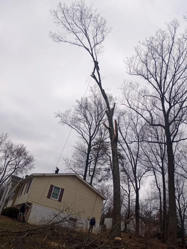 Custom outdoor landscaping with custom design across Cheverly, MD - Omc Landscape