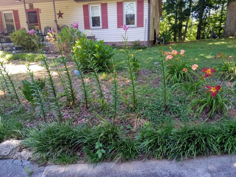 Affordable landscape design experts serving Adairsville, GA - Omega 1 Lawn Service