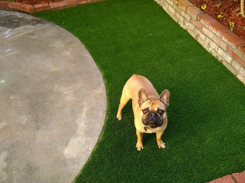 Professional landscaping services for beautiful yards in La Mesa, CA by OmegaTurf