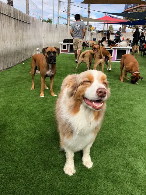 Trusted yard maintenance in La Mesa, CA by OmegaTurf