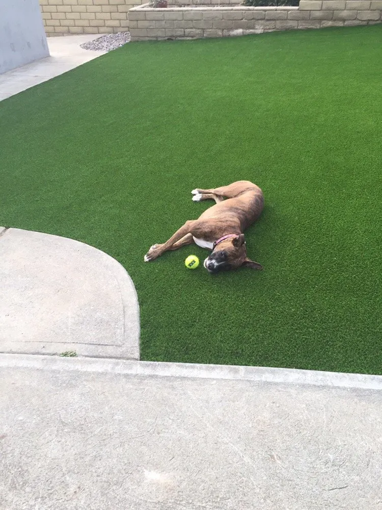 Affordable yard cleanup service for homes across La Mesa, CA - OmegaTurf