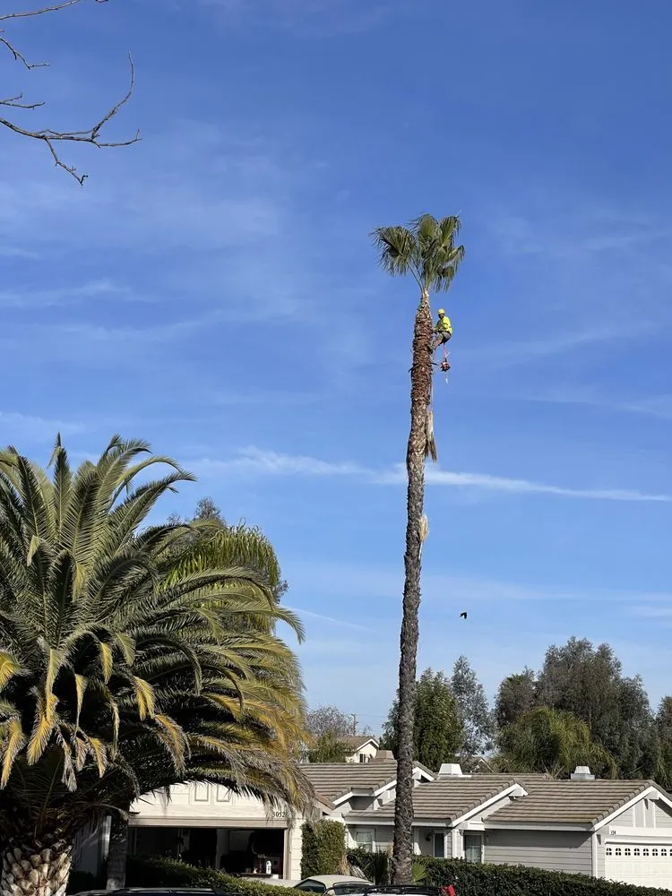 Local lawn care service for homes in Covina, CA by OMG Landscaping & Tree Care