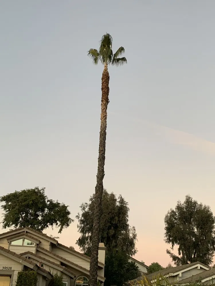 Top-rated residential landscaping in Covina, CA - OMG Landscaping & Tree Care