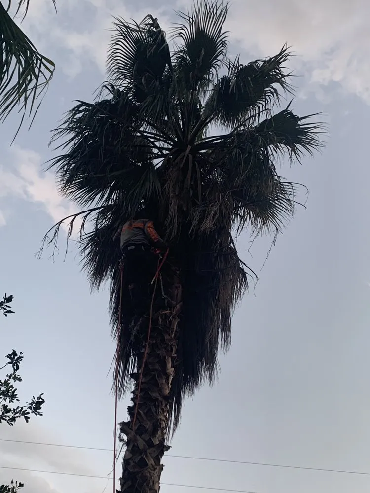 Custom yard cleanup service in Covina, CA - OMG Landscaping & Tree Care