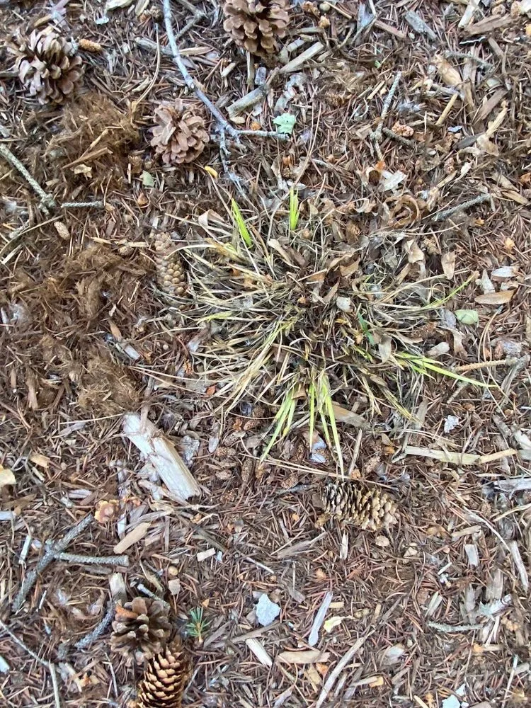 Trusted yard cleanup service experts serving Littleton, CO - Omni Sprinkler Service and Landscaping