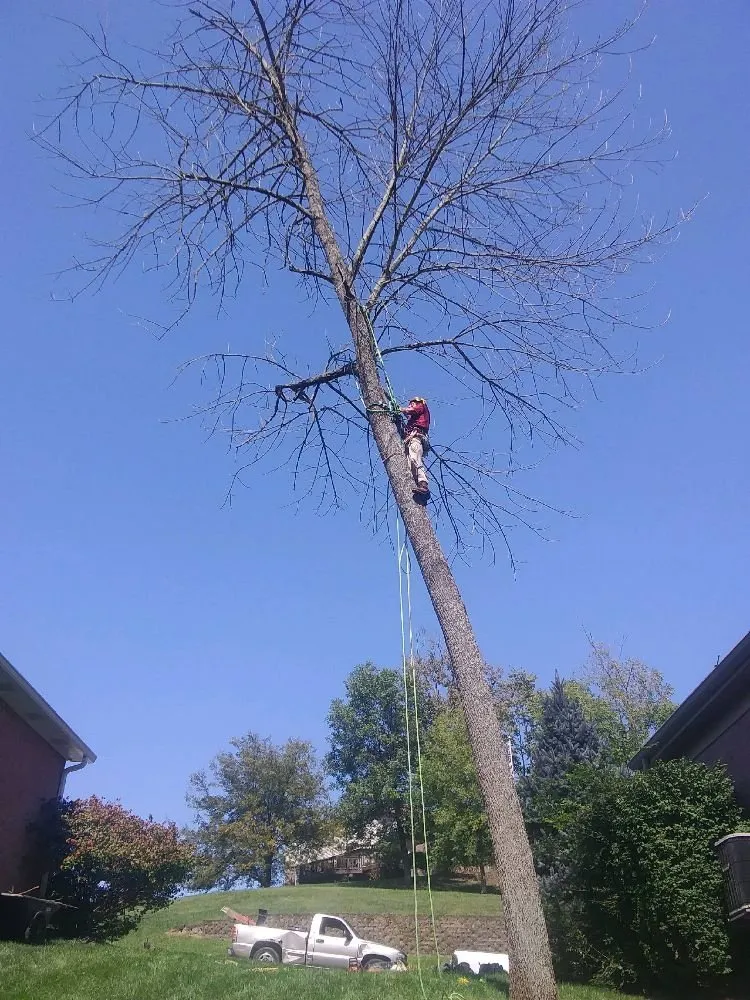 Affordable lawn care service in Columbus, OH - Omni Tree and Landscape