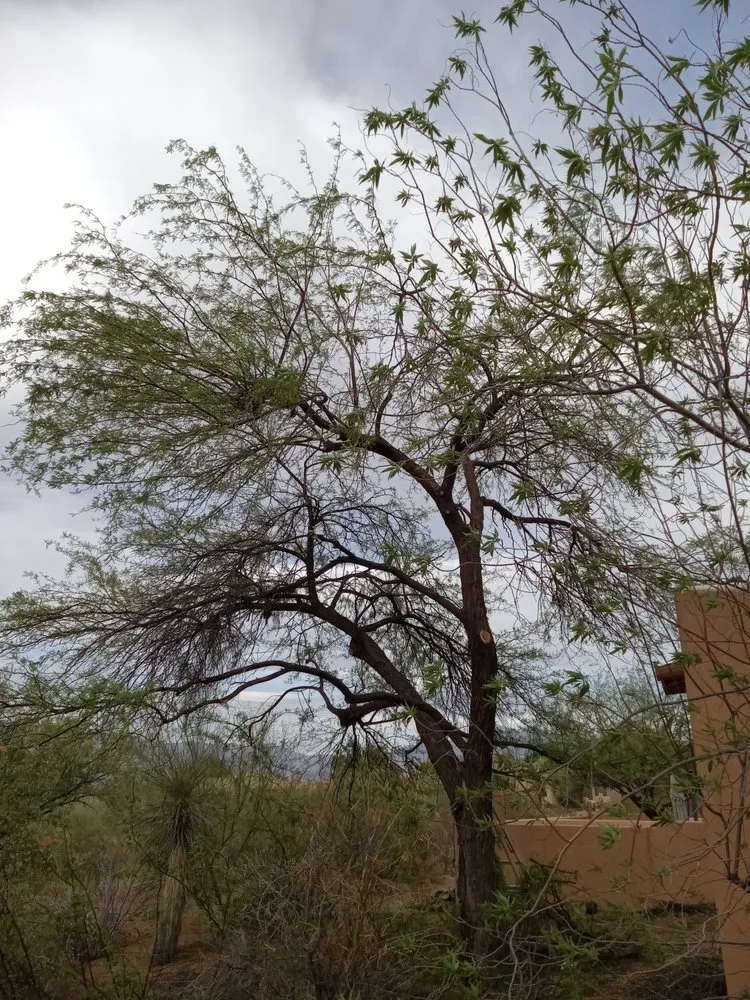 Top-rated residential landscaping for homes in Tucson, AZ by On 2 The Next 1 Landscaping