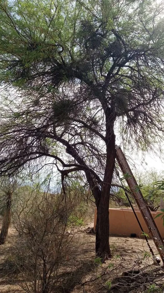 Professional landscaping services experts serving Tucson, AZ - On 2 The Next 1 Landscaping