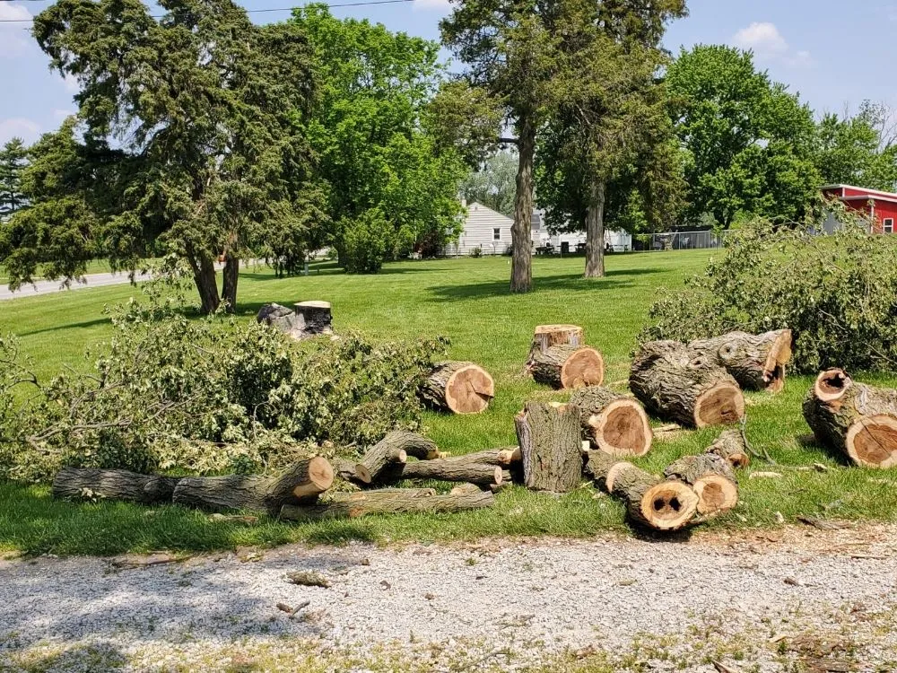 Affordable yard cleanup service in Bluffton, IN by On A Budget Tree Removal