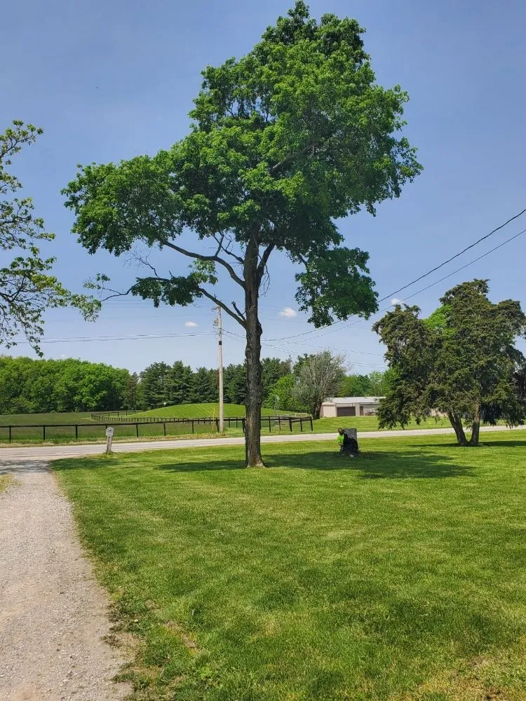 Professional lawn mowing service experts serving Bluffton, IN - On A Budget Tree Removal