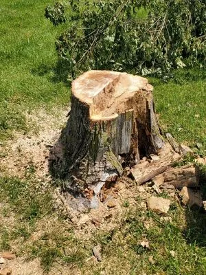 On A Budget Tree Removal Logo