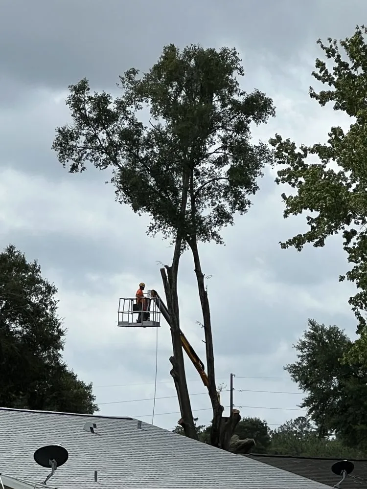 Reliable landscape design experts serving Hernando, FL - On Budget Tree Service