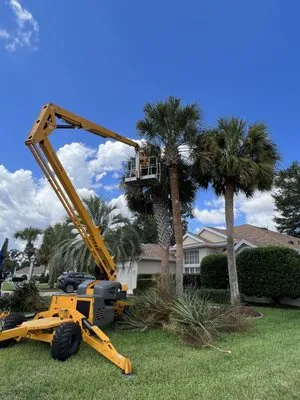 On Budget Tree Service