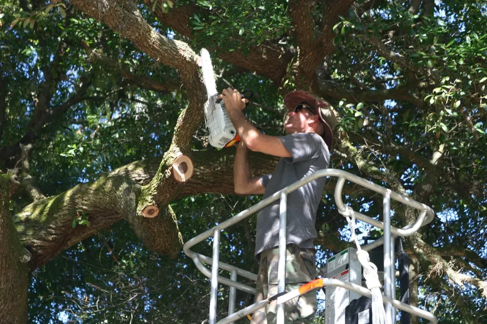 Trusted yard maintenance experts serving Ocala, FL - On Budget Tree Service