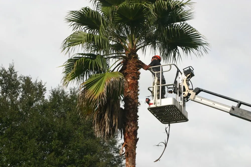 Affordable lawn care service for beautiful yards across Ocala, FL - On Budget Tree Service