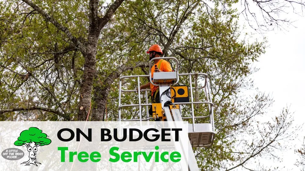 Reliable outdoor landscaping in Ocala, FL by On Budget Tree Service