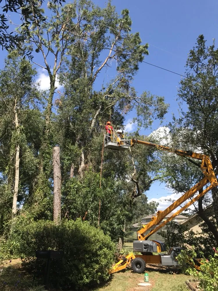 Trusted yard cleanup service experts serving Ocala, FL - On Budget Tree Service