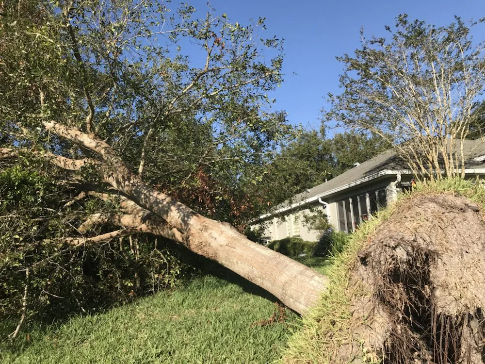 Local landscaping services for year-round maintenance in Ocala, FL by On Budget Tree Service