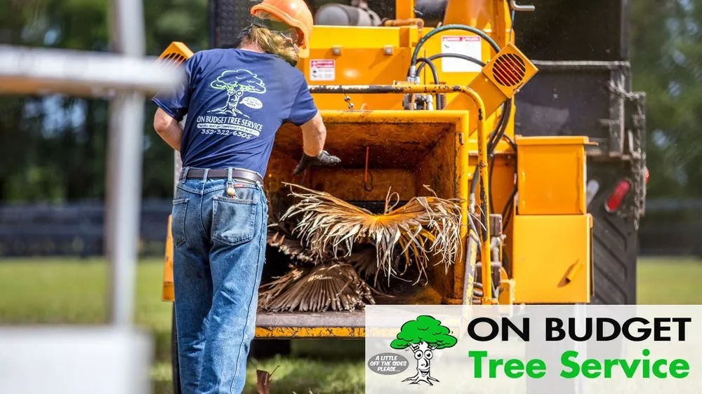 Local yard cleanup service near you across Ocala, FL - On Budget Tree Service