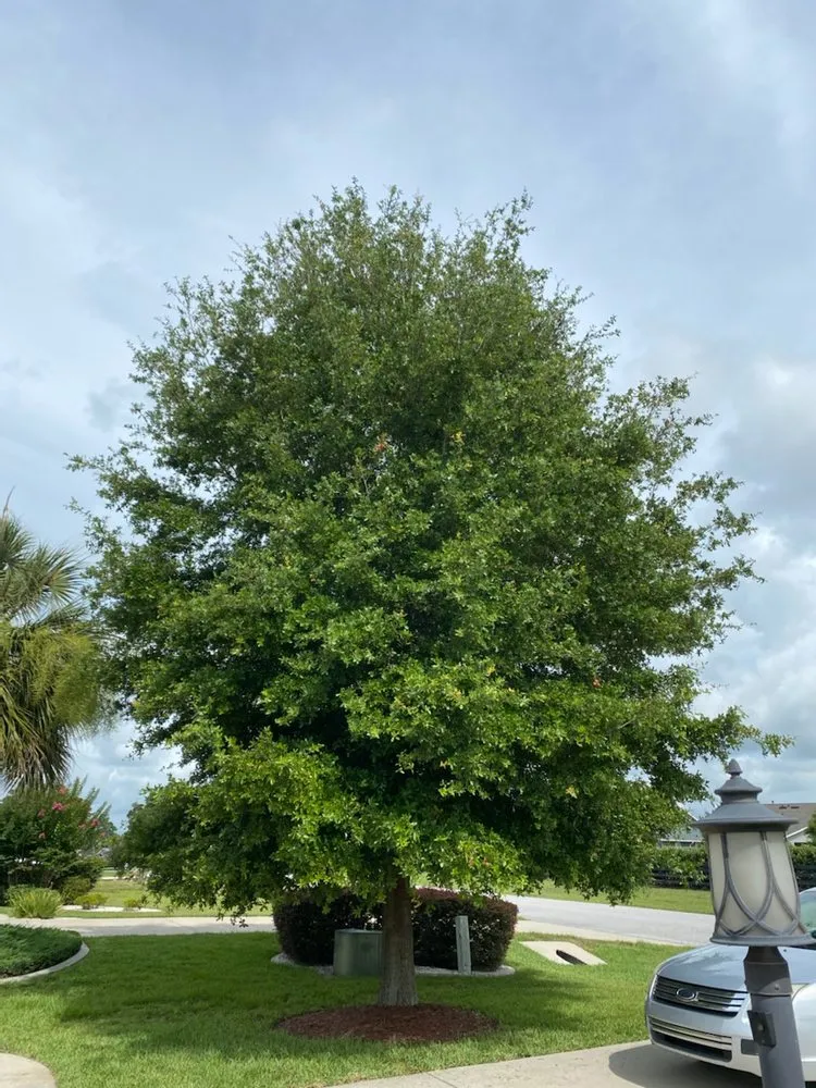 Expert yard maintenance experts serving Ocala, FL - On Budget Tree Service