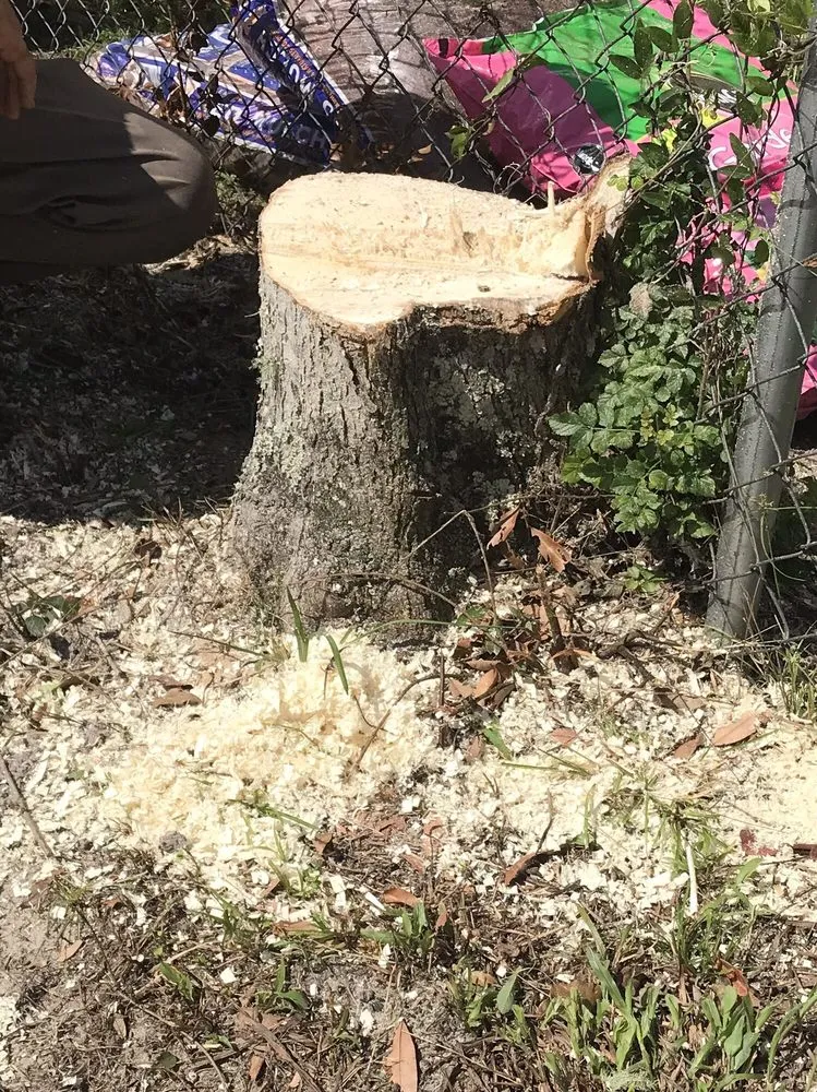 Reliable yard maintenance in Ocala, FL - On Budget Tree Service