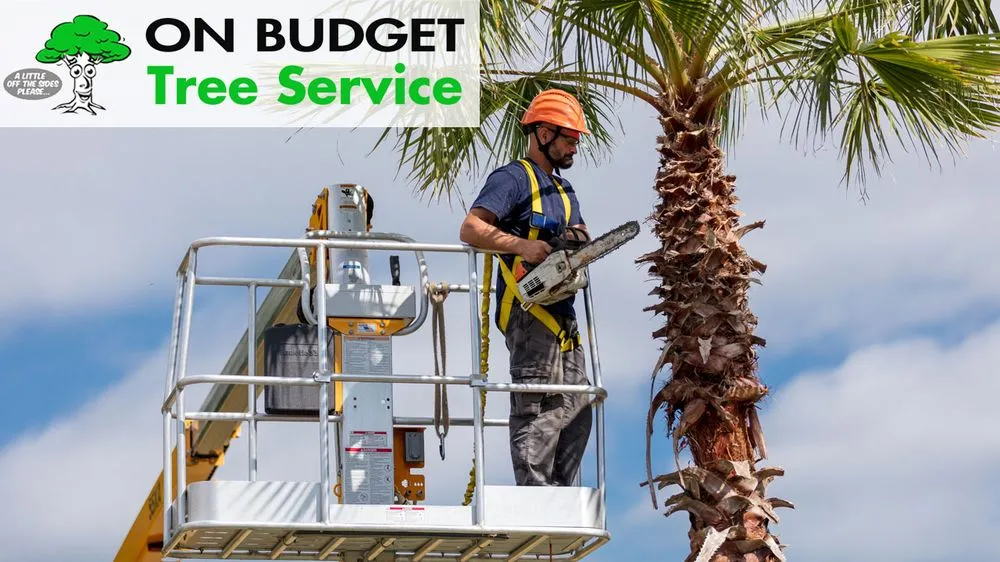Top-rated outdoor landscaping in Ocala, FL - On Budget Tree Service