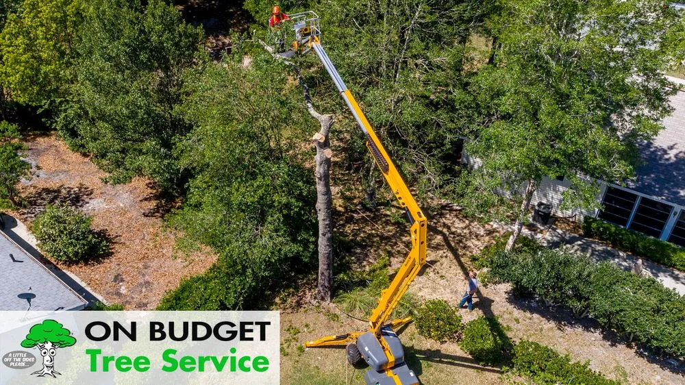 Trusted yard cleanup service in Ocala, FL - On Budget Tree Service