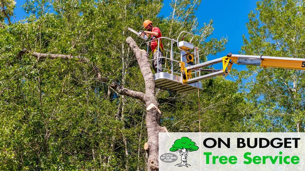 Reliable landscaping services experts serving Ocala, FL - On Budget Tree Service