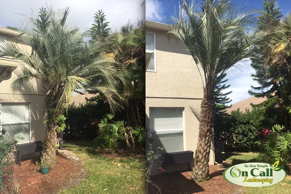 Reliable yard cleanup service experts serving Orlando, FL - On Call Landscaping