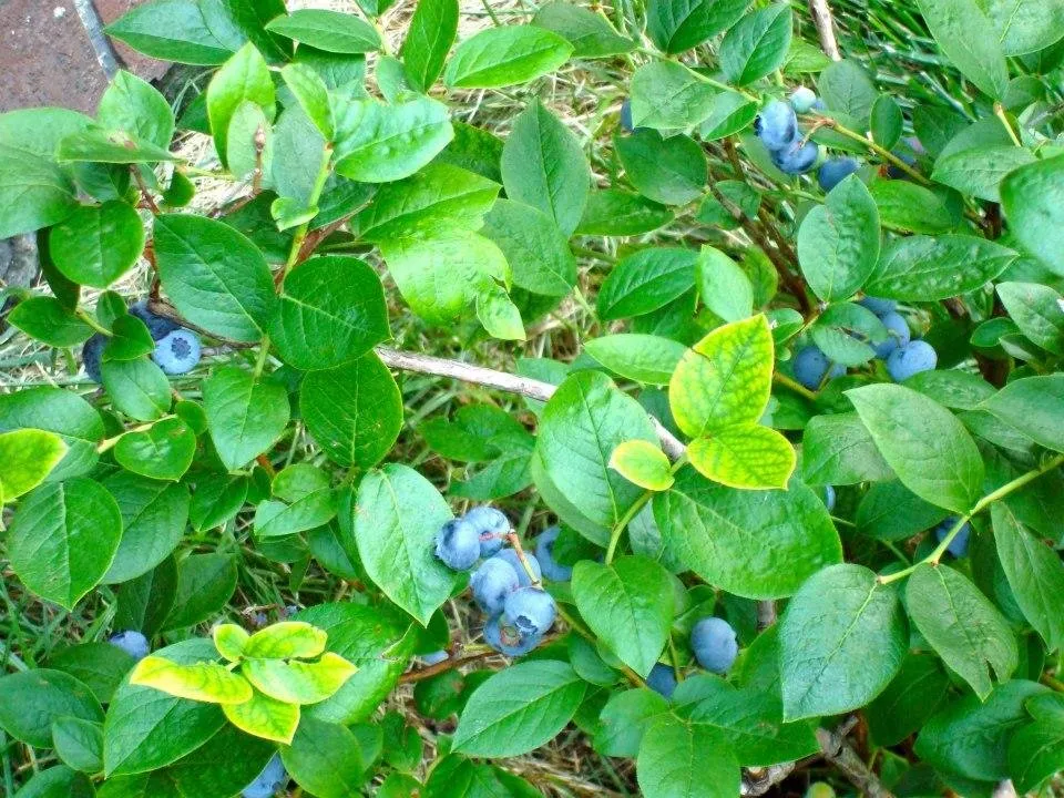 Professional landscape installation experts serving Putnam Valley, NY - On Earth