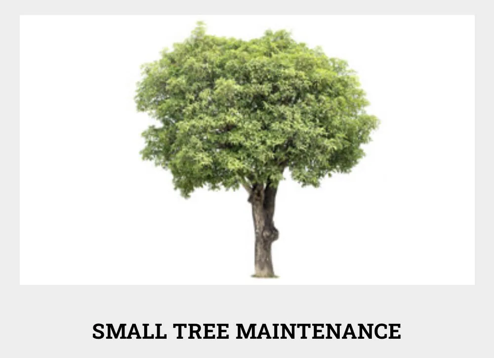 Local landscape design for year-round maintenance in Ceres, CA by On Point Landscaping Services