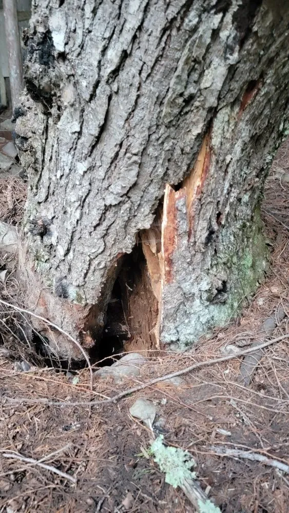 Reliable residential landscaping in Priest River, ID - On Point Tree & Lawn