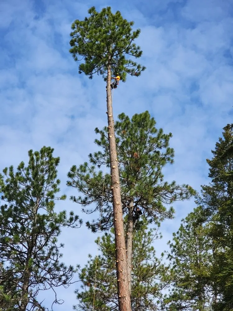 Custom outdoor landscaping experts serving Priest River, ID - On Point Tree & Lawn
