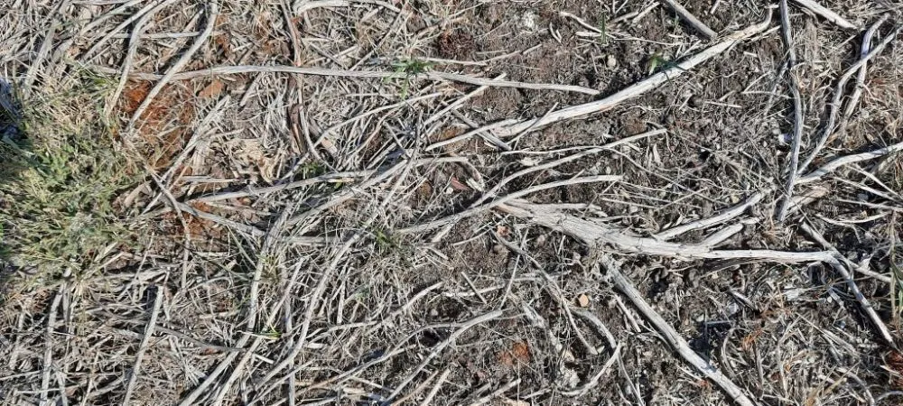 Reliable yard cleanup service with custom design in Priest River, ID by On Point Tree & Lawn