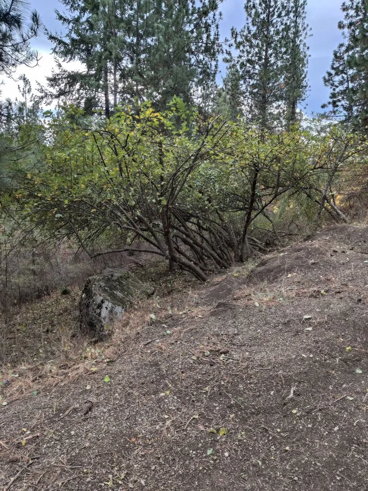 Top-rated residential landscaping in Priest River, ID - On Point Tree & Lawn