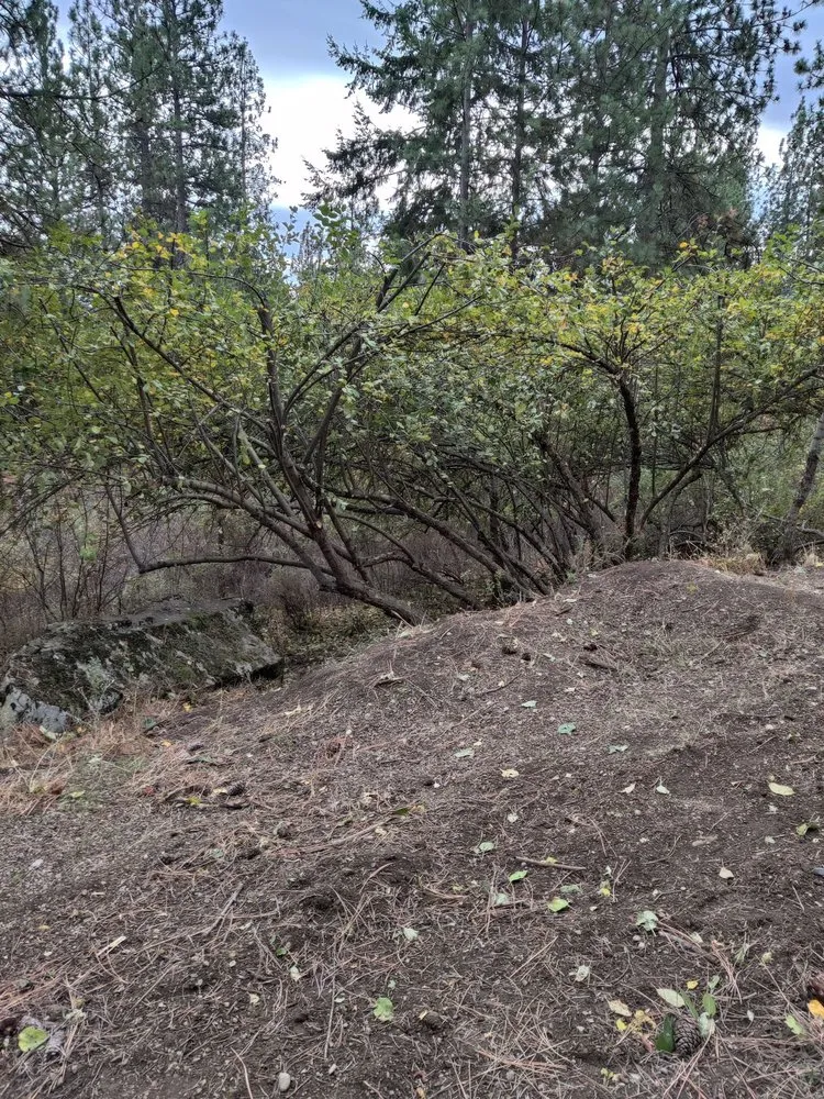 Professional outdoor landscaping experts serving Priest River, ID - On Point Tree & Lawn