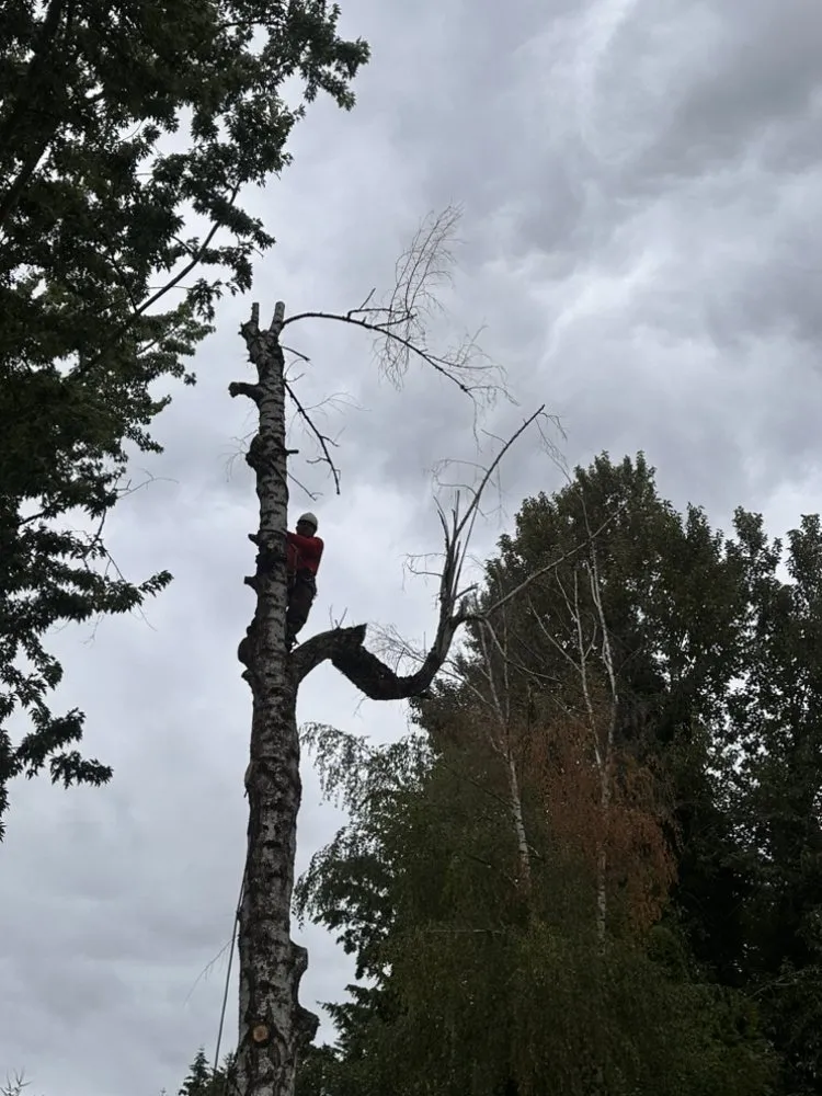 Trusted yard maintenance for residential properties in Vancouver, WA by On Point Tree Service & Landscaping